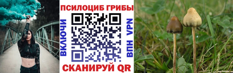 наркотики  Чадан  Галлюциногенные грибы Psilocybe 